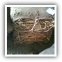 LEAF TOBACCO SHREDDED TOBACCO raw tobacco leaf dark air cured tobacco rustica tobacco FLUE CURED TOBACCO